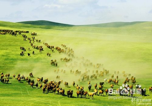 呼伦贝尔,呼伦贝尔，草原的明珠，自然的乐园